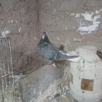 یک عدد دم سفید ماده اوقون نر مسافتی