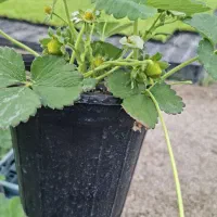 نشا توت فرنگی