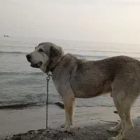 پژدر|سگ|ابهر, |دیوار