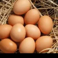 تخم مرغ تازه محلی
