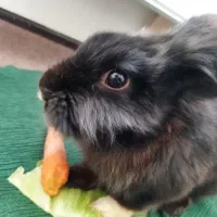 خرگوش دورگه لپ