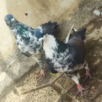 کفتر پرشی یکجا