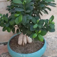 گل بن سای جوان
