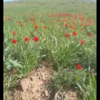 کشت درجه یک دیم کندم
