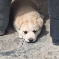 پاکوتاه ماده