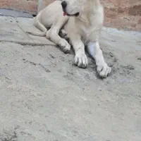 توله کانگال ۳ماهه