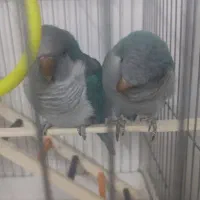 طوطی لری و طوطی راهب نر سخنگو|پرنده|شیراز, دروازه قران|دیوار