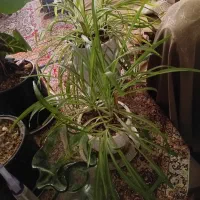 گل طبیعی و گلدان سفالی|گل و گیاه طبیعی|قم, عمار یاسر|دیوار