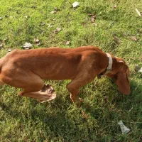 سگ شکاری پوینتر