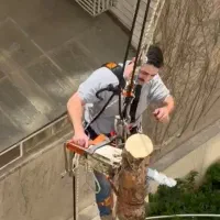 برش و قطع درخت