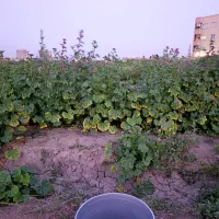 کارگر جهت چیدن گل پنیرک