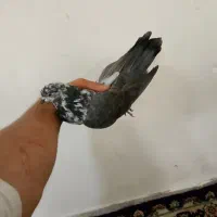 کفتر کله نر سینه ماش