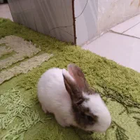 فروش بچه خرگوش