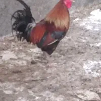 خروس محلی