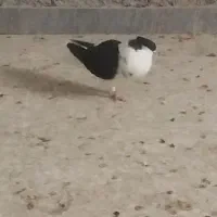 رنگی معاوضه