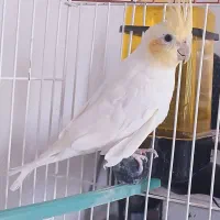 عروس هلندی با قفس