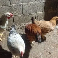 نیمچه خروس