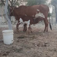 گاو ماده محلی به همراه گوساله ماده