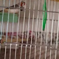 جفت فنچ کینگ|پرنده|فولادشهر, مسکن مهر فولادشهر|دیوار