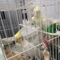 پرنده