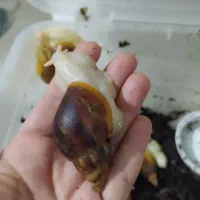 حلزون آلبینو|خزنده|کرج, شهرک بنفشه|دیوار