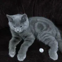 واگذاری بچه گربه|گربه|مشهد, شهرک امام هادی (شهرک غرب)|دیوار