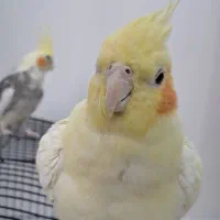 عروس هلندی جفت تخم گذار