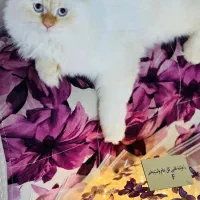 گربه برای فروش|گربه|عسلویه, |دیوار