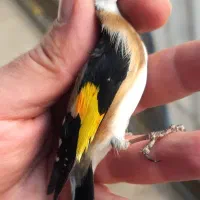 سهره پاییزه و قفسی جفتی قناری تازه تخت