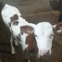 گوساله نرسیمینتال