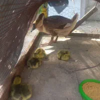 قوقاز با بچه