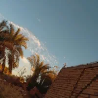 درخت گرازی پذیرفته میشود بم و اطراف