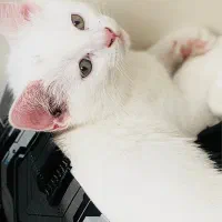 گربه بریتیش اسکاتیش پسرسه ماهه