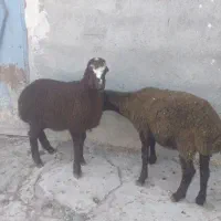 بره ناب