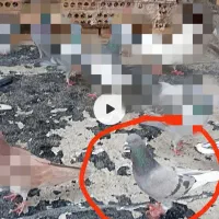 کبوتررفتنی