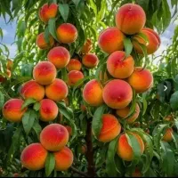 سم و کود ارگانیک دارای ۱۷ عنصر ریز مغذی ودرشت مغذی