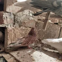 طوقی|پرنده|دهگلان, |دیوار