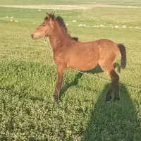 کره اسب مادیون 10ماهه