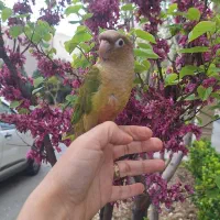 پذیرش رایگان گرین‌چیک