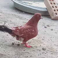 ماده تاپ سورخ