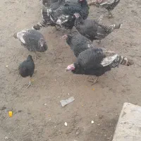 بوقلمون محلی ماده