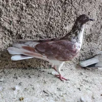 5 کفتر|پرنده|ری, شهرک نظامی|دیوار