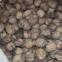 گردو