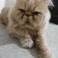 گربه نر پرشین فلت