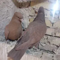 کفتر یا کبوتر|پرنده|سلامی, |دیوار