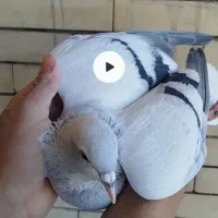 جفت ساده امری درجه یک نیست در جهان