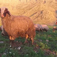 فروش|حیوانات مزرعه|کرمانشاه, |دیوار
