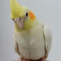 عروس هلندی دوماهه لوتیتو کاملا  دستی