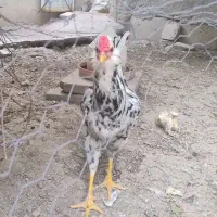 خروس گلین