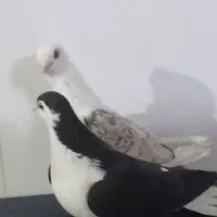 کفتر|پرنده|مشهد, امیرآباد|دیوار